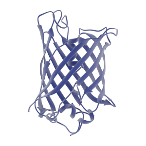 Reporter Proteins