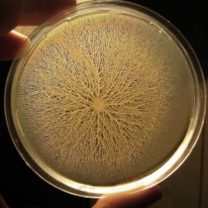 Bacillus_subtilis_swarm Bacillus_subtilis_swarm